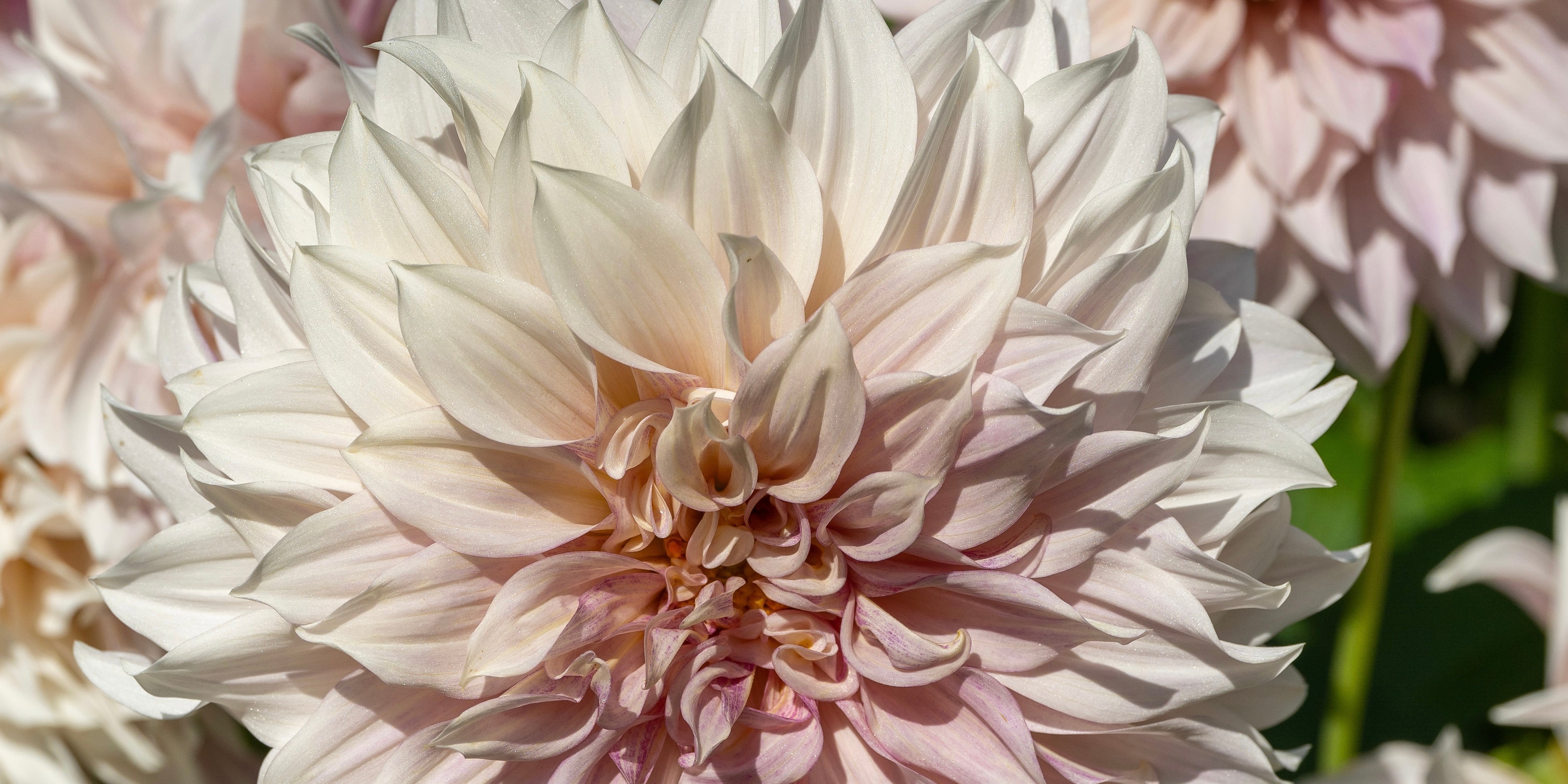 Dahlia