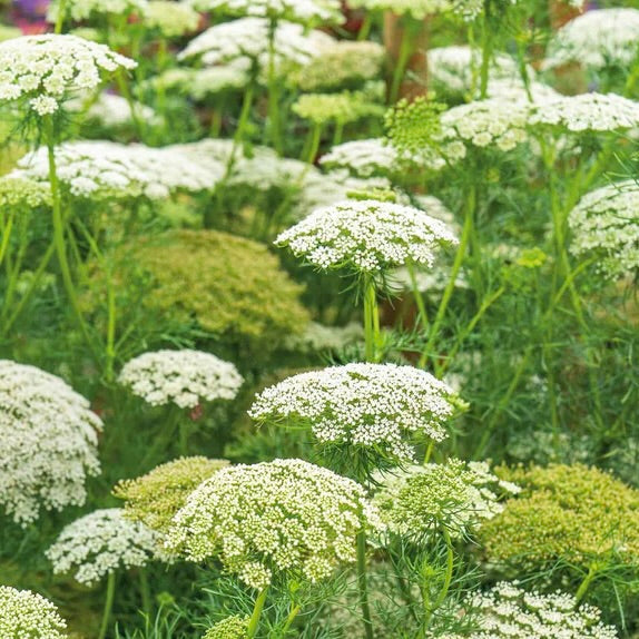 Ammi 'Green Mist' : A beloved filler with clouds of lacy cartreuse blooms. Ammi grows tall, blooms abundantly, and pairs beautifully with everything in the garden and the vase