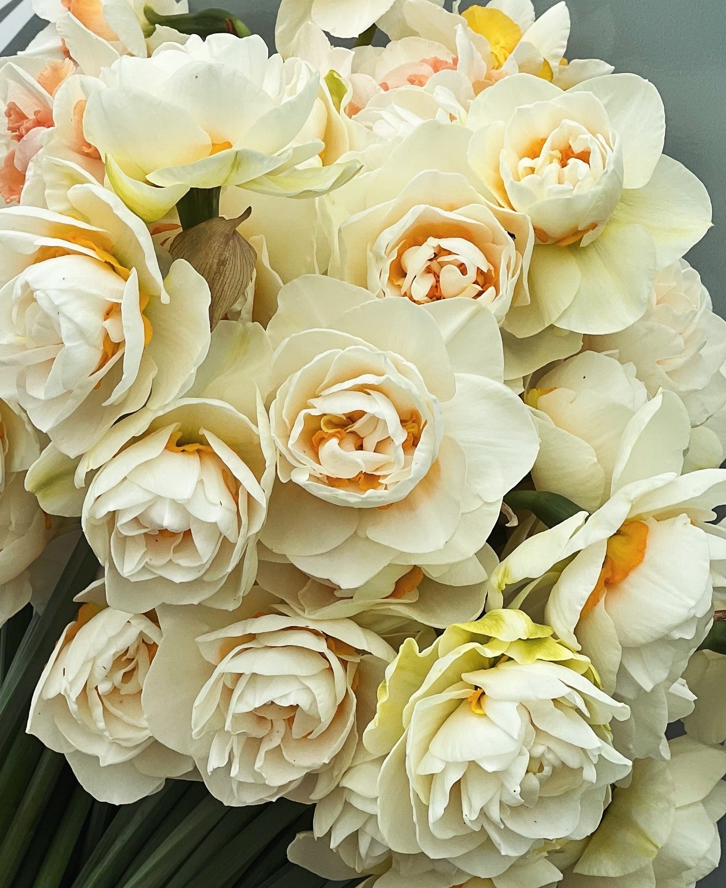 Yosemite Valley Daffodil