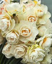 Yosemite Valley Daffodil