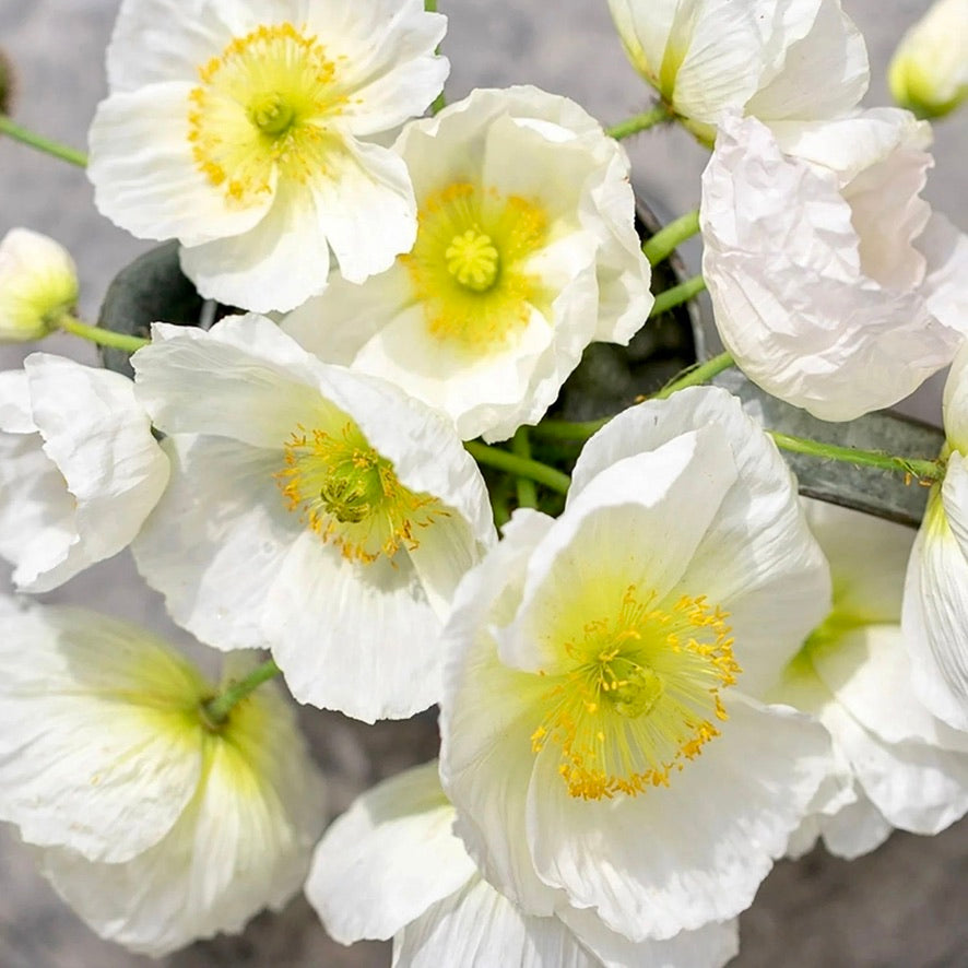 Poppy 'Champagne Bubbles' White:  Pure white, tissue-paper blooms with a light citrus scent. Flowering abundantly they bring effortless grace to the garden and vase alike.