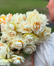 Yosemite Valley Daffodil
