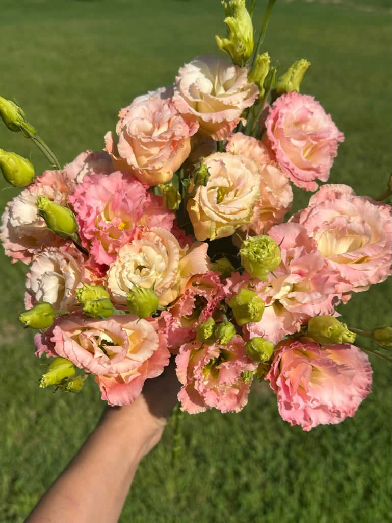 Lisianthus 'Voyage':  Velvety, rose-like blooms in soft, romantic tones make these flowers so desirable. Each tall, elegant stem carries multiple layers of ruffled petals that open slowly, lasting beautifully in both the garden and vase.