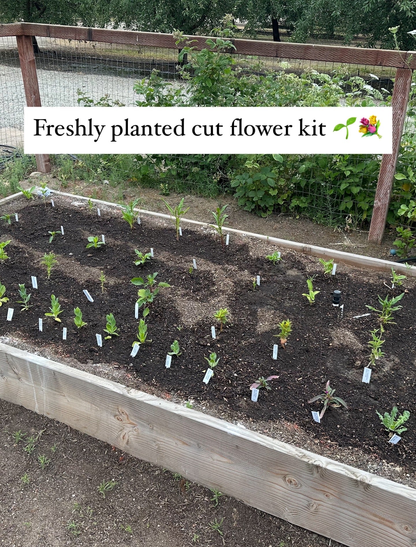 Spring Cut Flower Kits