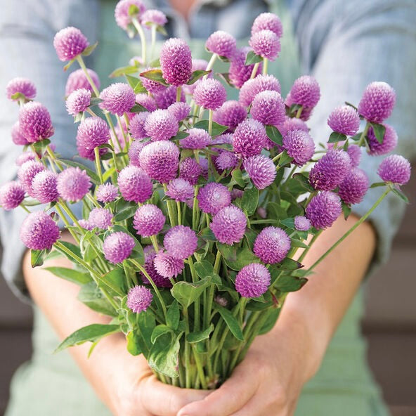 Gomphrena "QIS" Lilac and White:  Small, globe-shaped flowers in a variety of romantic tones. Their papery texture and excellent vase life make them a must-have for bouquets.