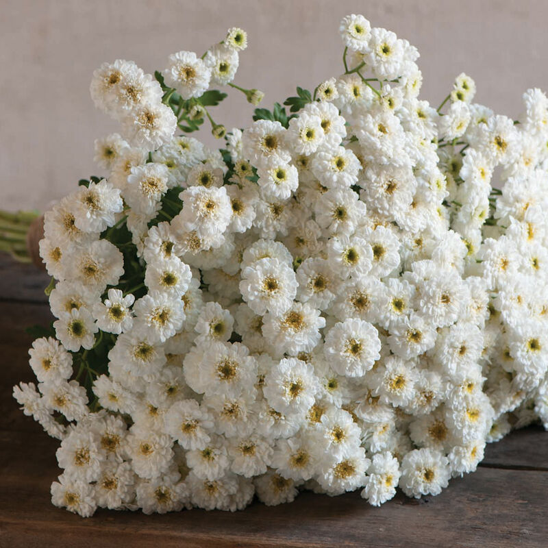 Feverfew 'Tetra White Wonder': Charming rosettes of gathered white petals with creamy centers fill the garden with vintage grace. Their softly scented foliage and late-spring blooms pair beautifully with everything.