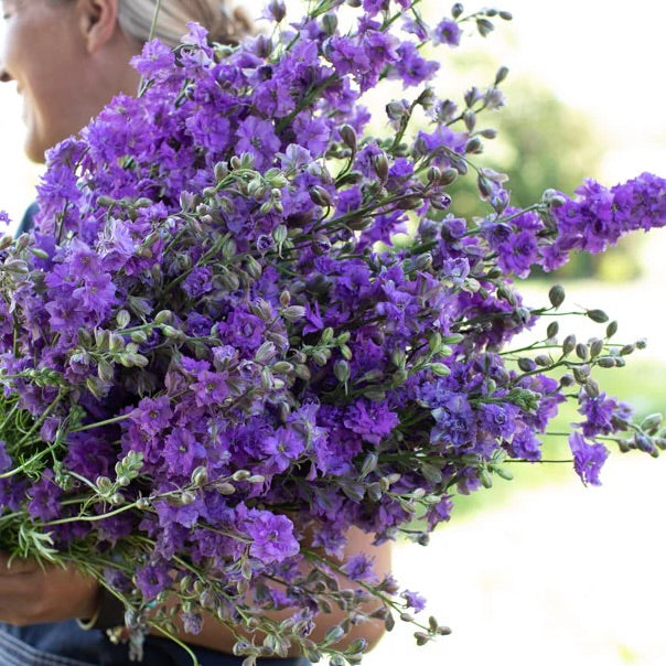 Larkspur 'Cannes' Lilac: Feathery spires in ethereal lilac that brings graceful height and vintage charm all season long.