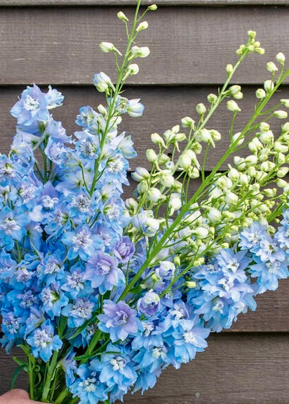 Delphinium 'Magic Fountains' Cherry Blossom and Sky Blue:  Beautiful spires in soft blues and blush; a must for height, texture, and cottage style bouquets.