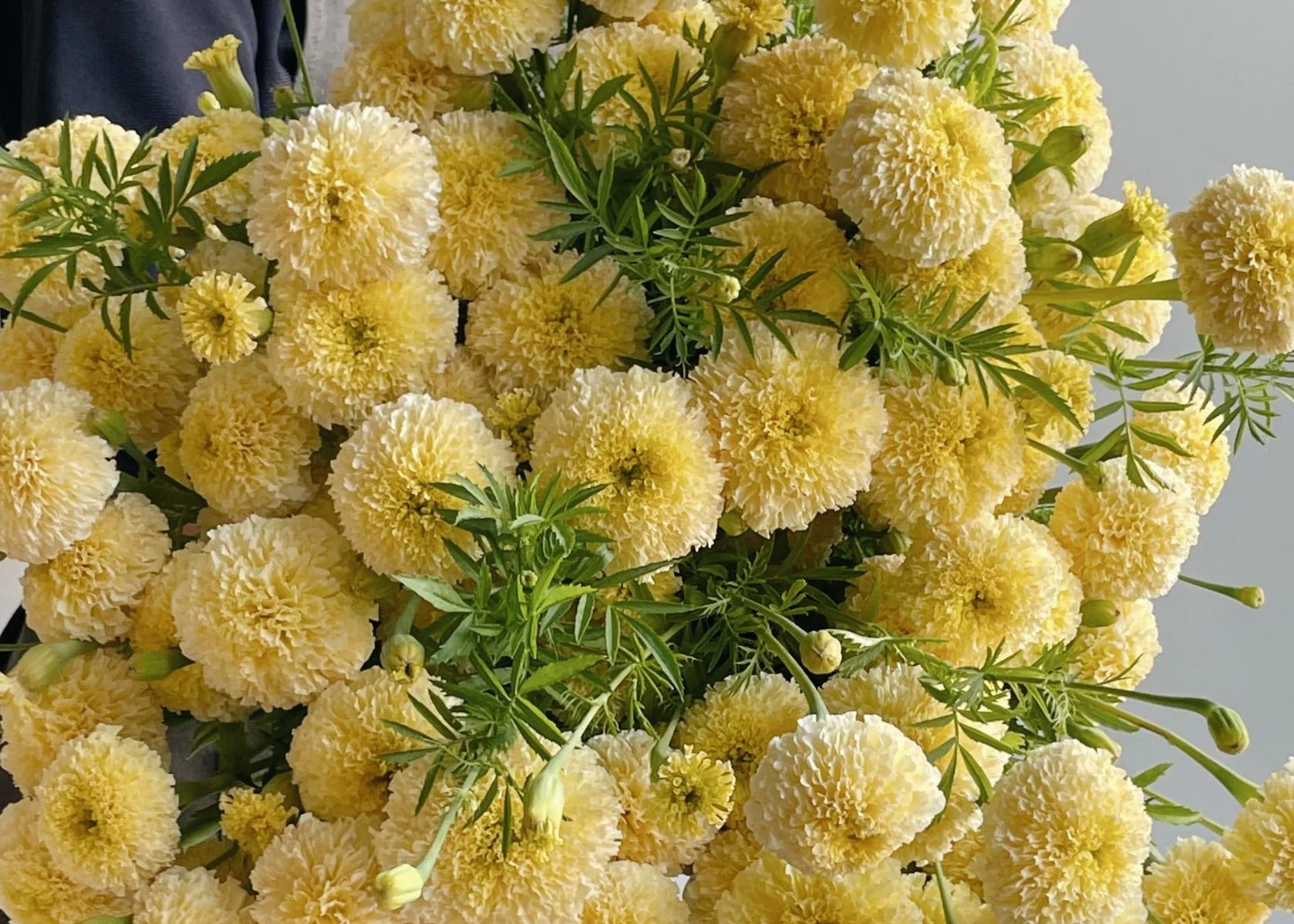Marigold 'White Swan': Unlike traditional marigolds, these soft, creamy white blooms provide a touch of brightness and contrast, with a delicate, ruffled texture