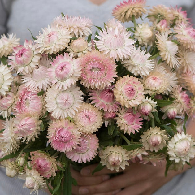 Strawflower 'Silvery Rose': Everlasting blooms with a crisp, paper-like texture in soft, romantic tones. These flowers are perfect for fresh bouquets and dry beautifully for long-lasting arrangements