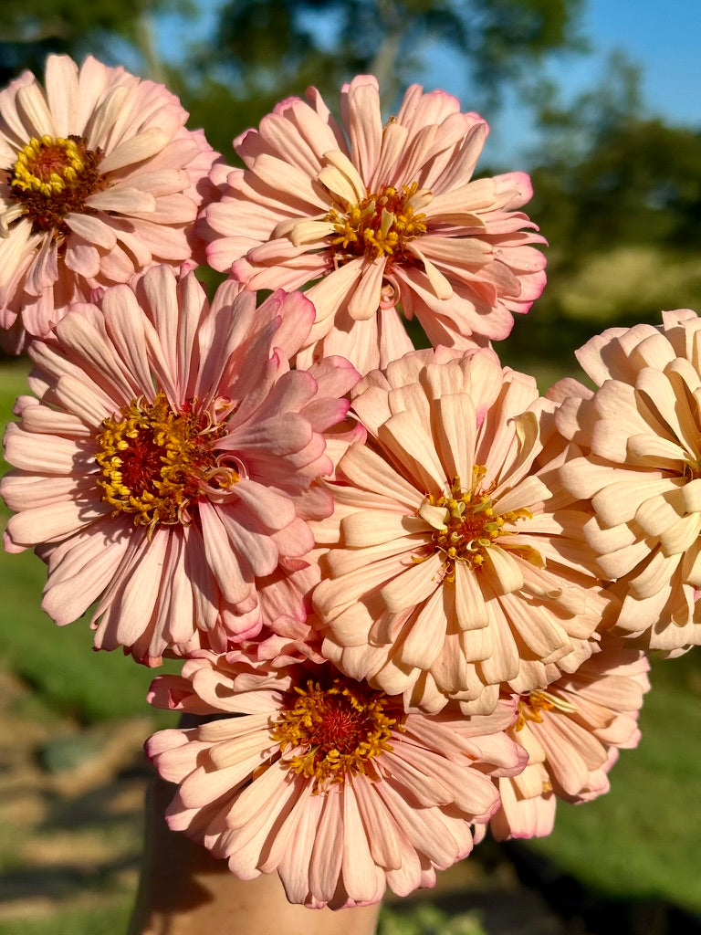 Zinnias:  This set includes both large and pompom varieties, with soft, dreamy double blooms. These beauties produce long-lasting flowers that thrive in the summer heat and produce continuously.