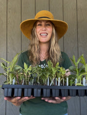 Spring Cut Flower Kits