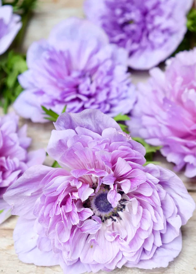 Levante Azzurro Anemone