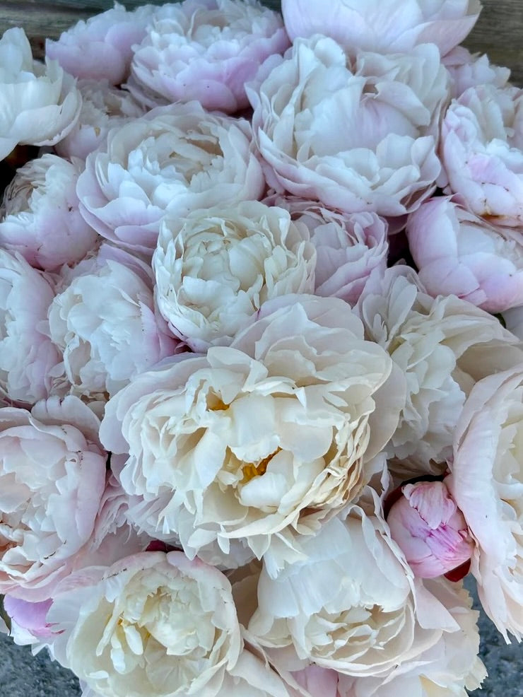 Peony Gardenia