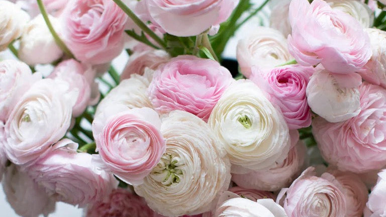 Ranunculus Half Clone Chamallow and Marshmallow:  Layer upon layer of ruffled petals in soft pastels; prolific, long-lasting, and the heart of every spring arrangement