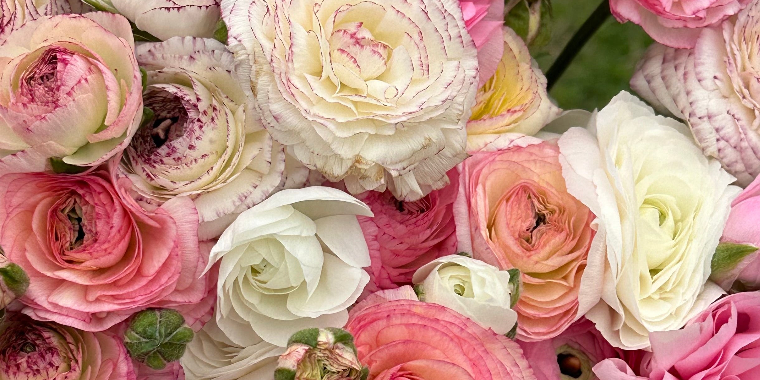 Ranunculus