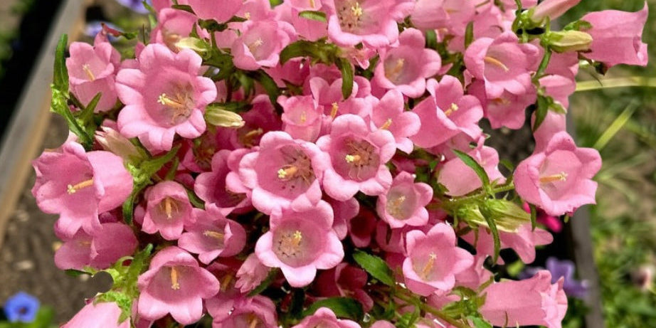 A hand holding a dense cluster of pink bell-shaped flowers, likely campanulas or foxglove, with green foliage, set against a blurred garden background with raised beds.