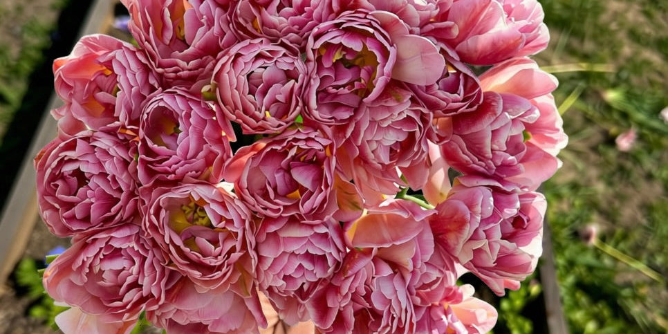 Beachberry tulips