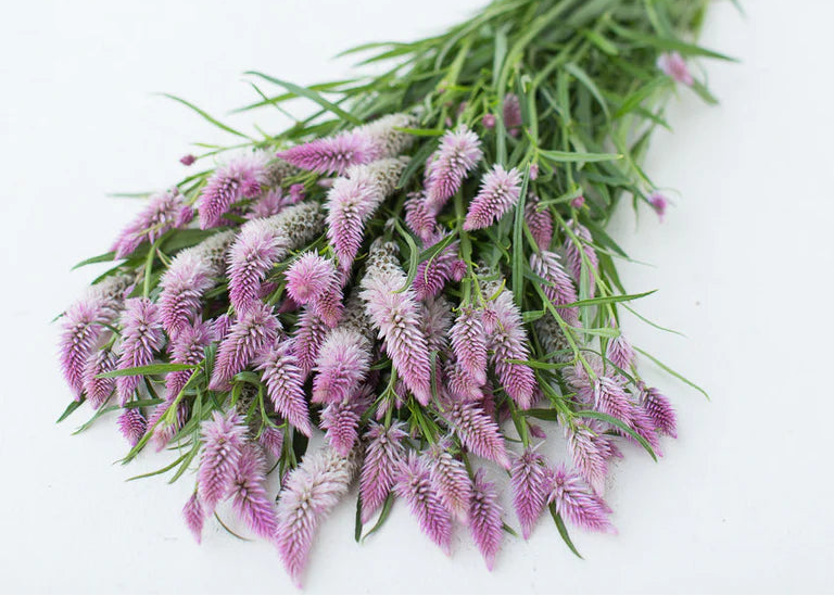 Celosia &#39;Flamingo Feather&#39; and &#39;Terracotta&#39;: Unique, velvety plumes and feathery spires that add bold texture and structure to arrangements. A true standout in any bouquet