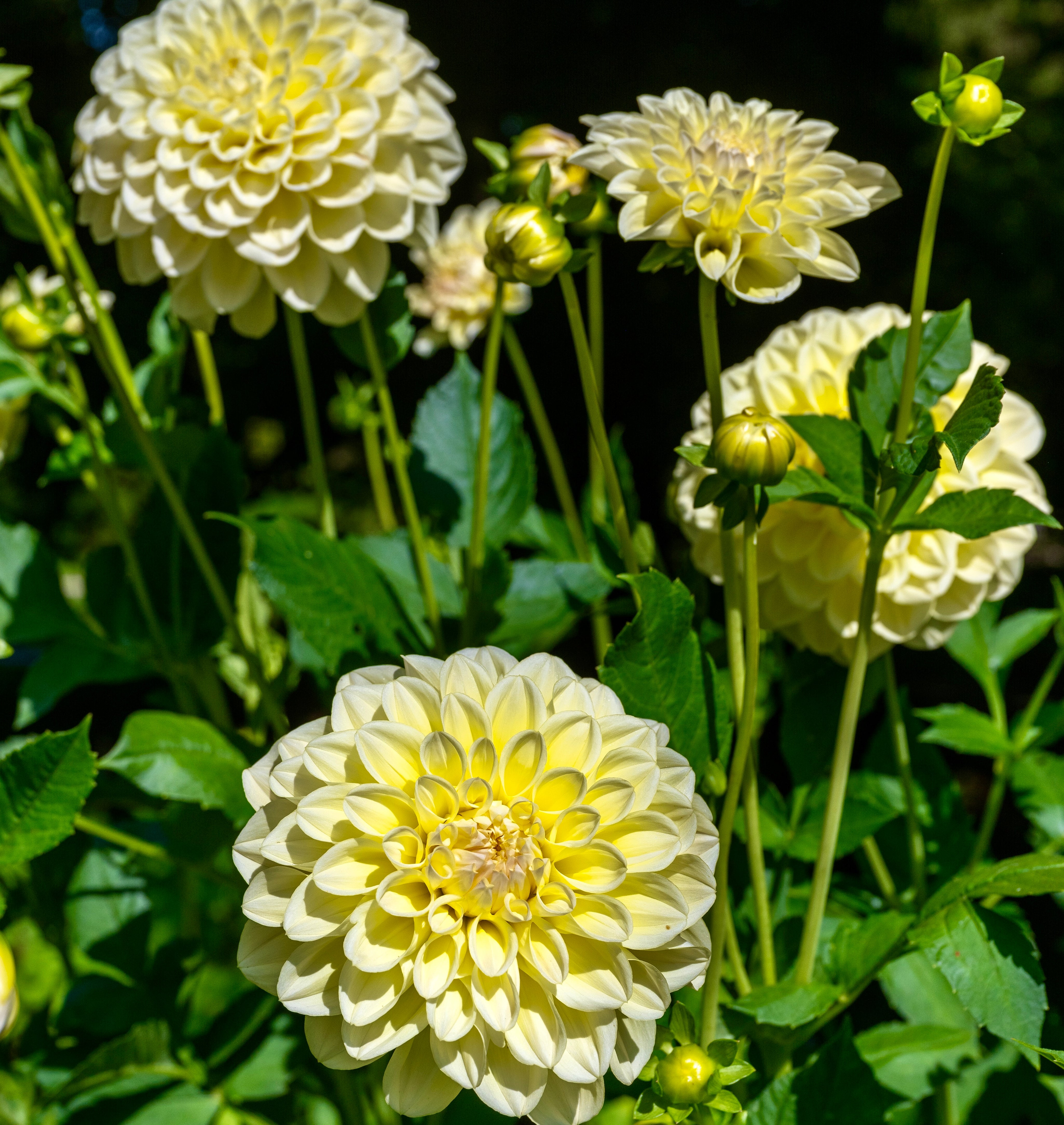 Dahlia Alloway Cottage