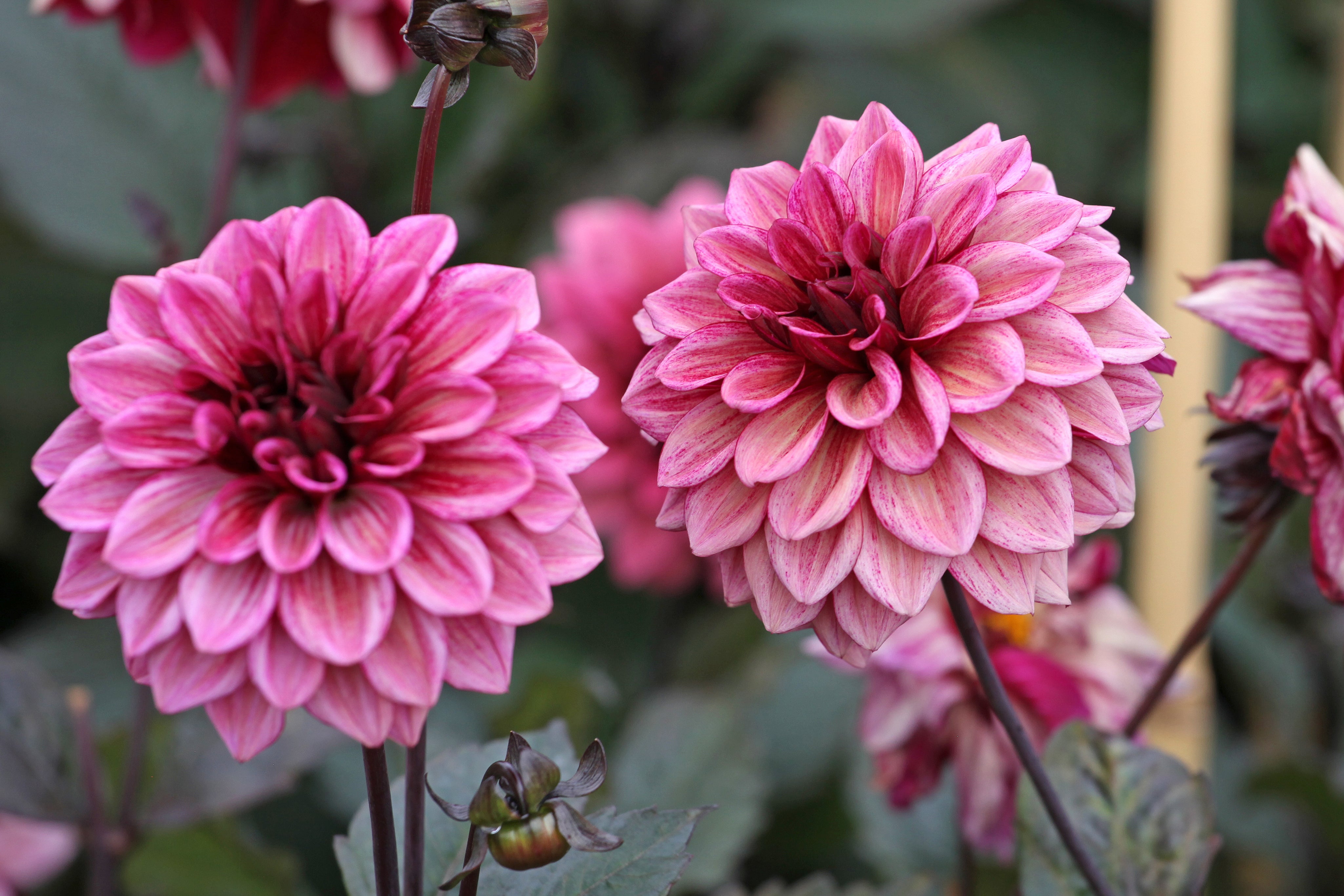 Dahlia Night Silence