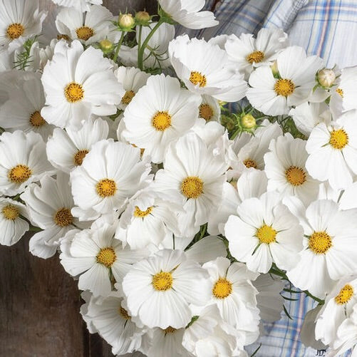 Cosmos &#39;Afternoon White&#39; and &#39;Cupcake Blush&#39;: Soft, fluted blooms in pure white and blush tones dance on airy stems — Cupcake and Afternoon White Cosmos bring effortless, meadowy romance to every bouquet