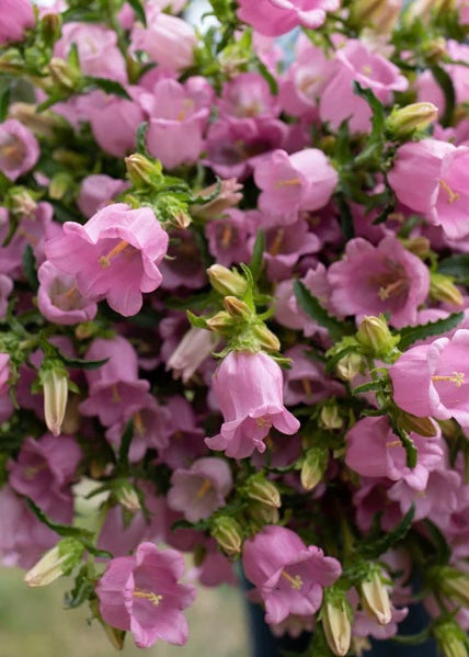 Canterbury Bells &#39;Champion’ White and Pink:  Graceful stems rise from the base, each brimming with sweet bubblegum-pink and white bells — charming, abundant, and impossibly romantic.