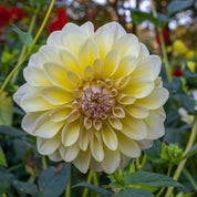 Dahlia Alloway Cottage