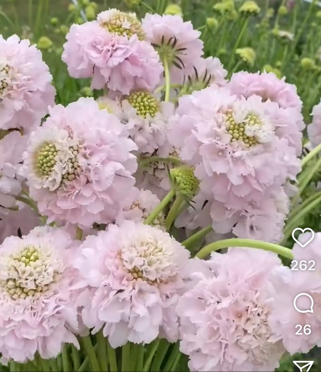 Scabiosa &#39;Bon Bon Scoop&#39; French Vanilla: With domed, pin cushion-like blooms and plush, creamy blush tones, this sought-after variety adds texture, softness, and a touch of whimsy.