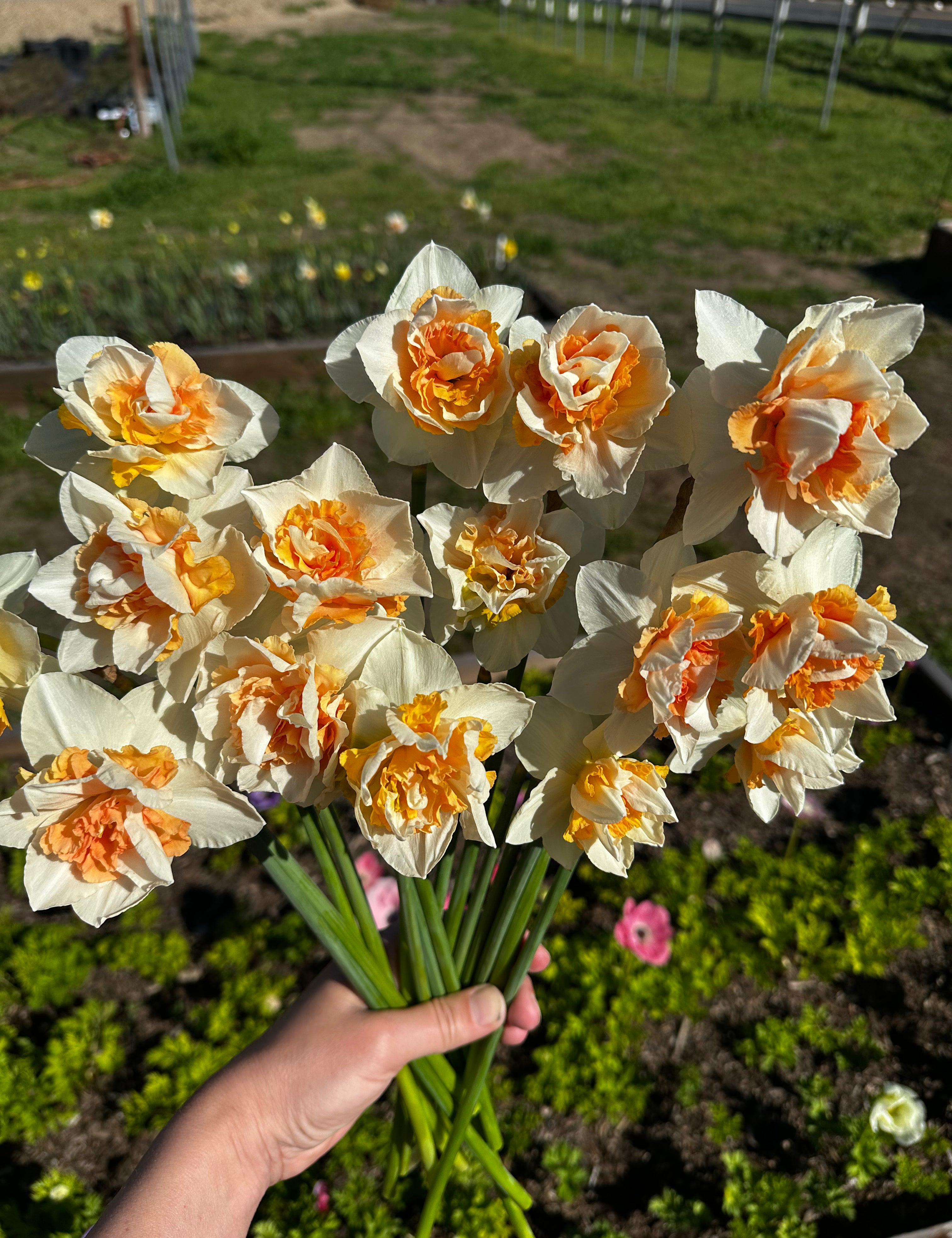 Bouquet of white and orange daffodils held by a person in an outdoor setting.