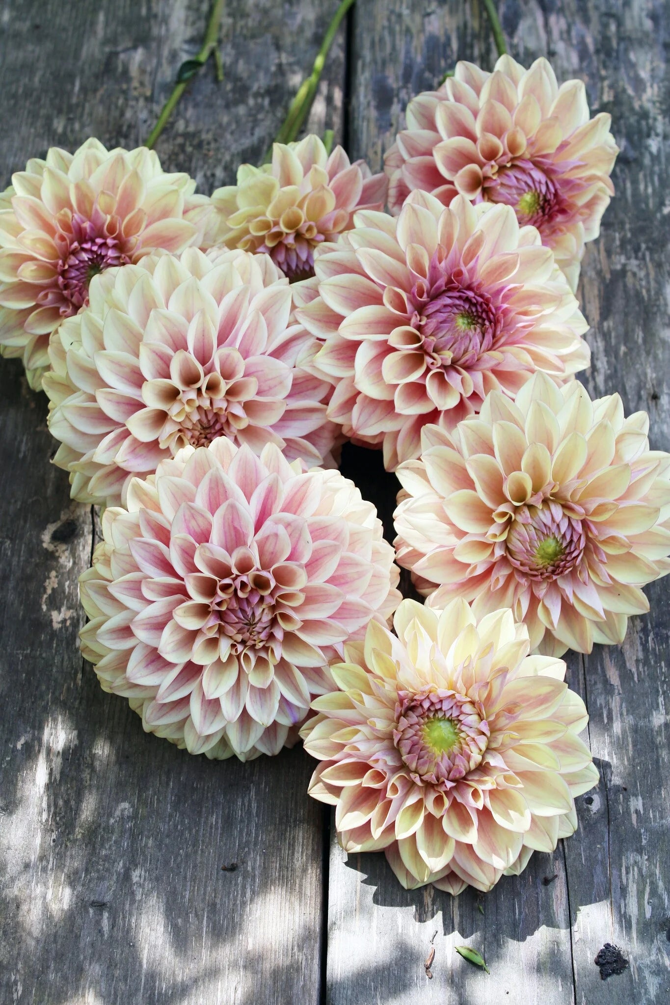 Dahlia Dusty Beauty