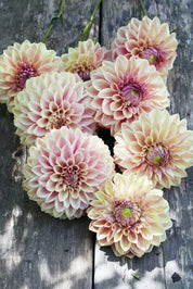 Dahlia Dusty Beauty