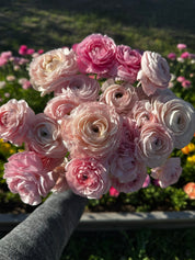 Pale pink Chamallow ranunculus