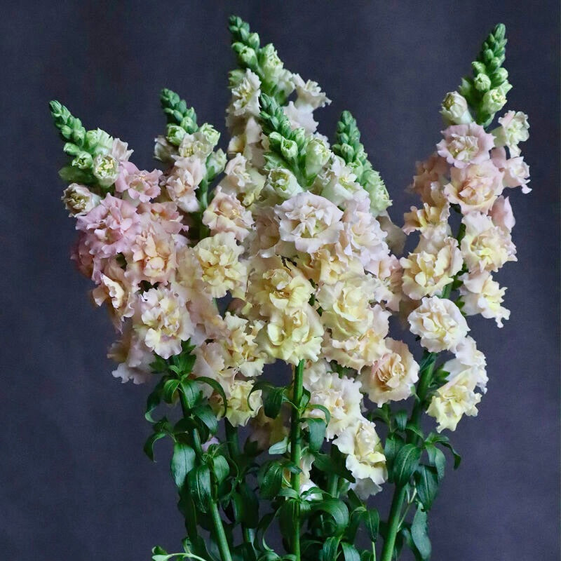 A bouquet of tall snapdragon-like flowers with ruffled petals in soft blush pink, cream, and pale yellow, with green stems and leaves against a dark gray studio background.