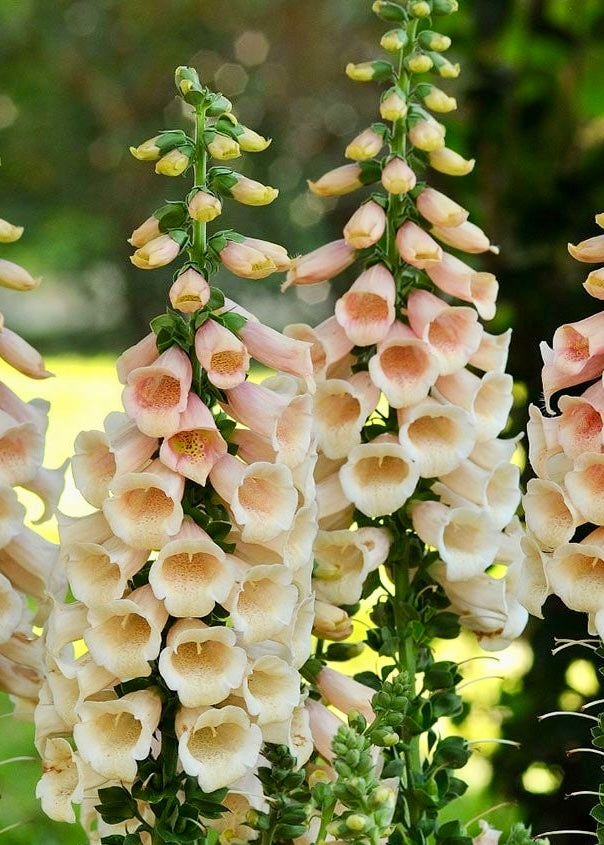 Digitalis (Foxglove) &#39;Dalmatian&#39; Peach and Rose: Towering bells in sunset and rose tones that add drama and romance -- a classic cottage cut flower.