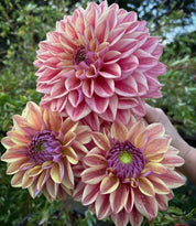 Dahlia Dusty Beauty