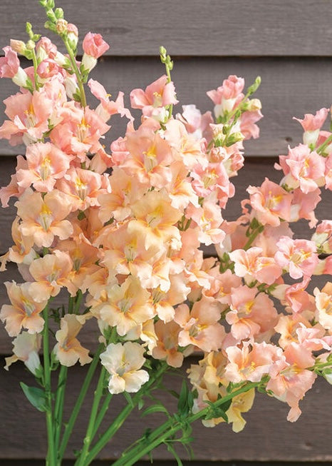Snapdragons Chantilly Salmon and Potomac Lavender:  Elegant, spired blooms in a dreamy palette; ruffled texture that adds whimsical vertical interest.