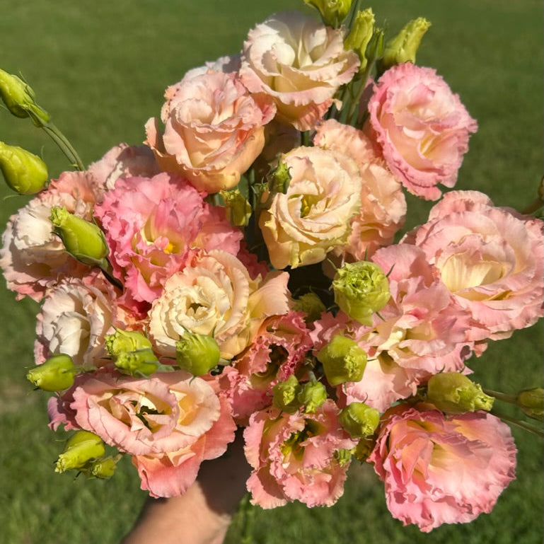Lisianthus 'Voyage':  Velvety, rose-like blooms in soft, romantic tones make these flowers so desirable. Each tall, elegant stem carries multiple layers of ruffled petals that open slowly, lasting beautifully in both the garden and vase. Included varieties:  First Love, Pink II and Champagne (pictured here).
