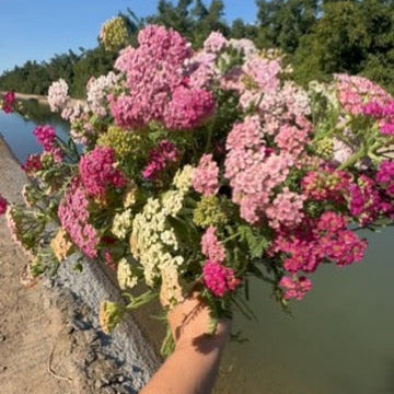 Yarrow &#39;Summer Berries&#39;: Soft clusters of tiny blooms atop sturdy stems. This filler flower adds volume and blends beautifully with focal blooms