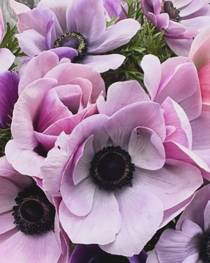 Anemone Levante &amp; Mistral Series:  Velvety petals with striking dark centers; strong stems, soft colors and an extended bloom window.