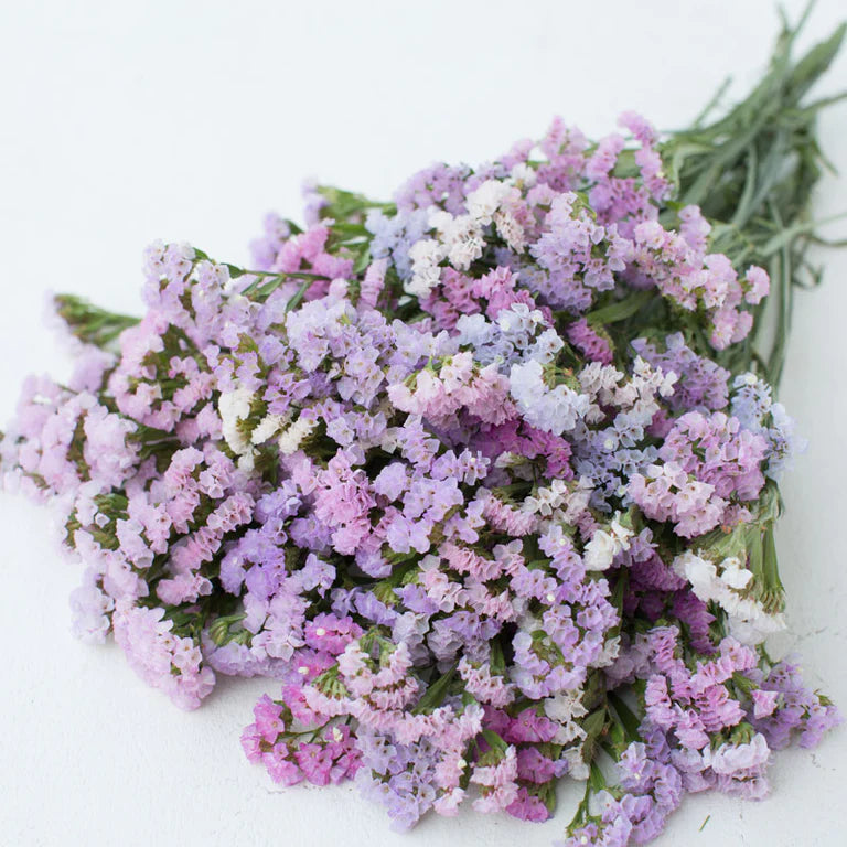 Statice:  A beloved filler flower with tiny clusters of papery blooms that dry beautifully and add dimension to fresh and dried bouquets alike.