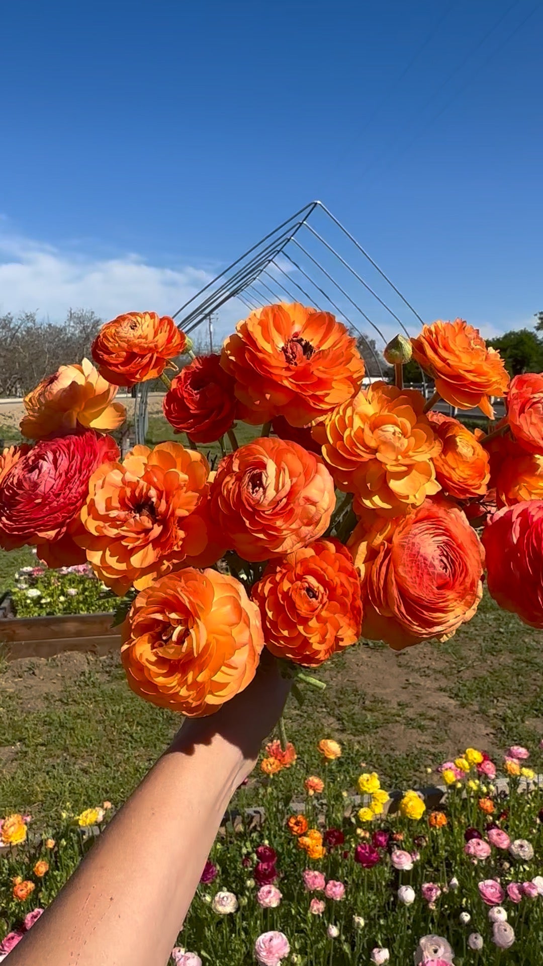 Ranunculus Amandine Salmon