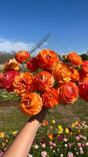 Ranunculus Amandine Salmon