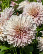 Dahlia Cafe Au Lait