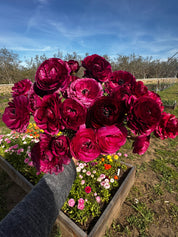 Violet ranunculus bouquet
