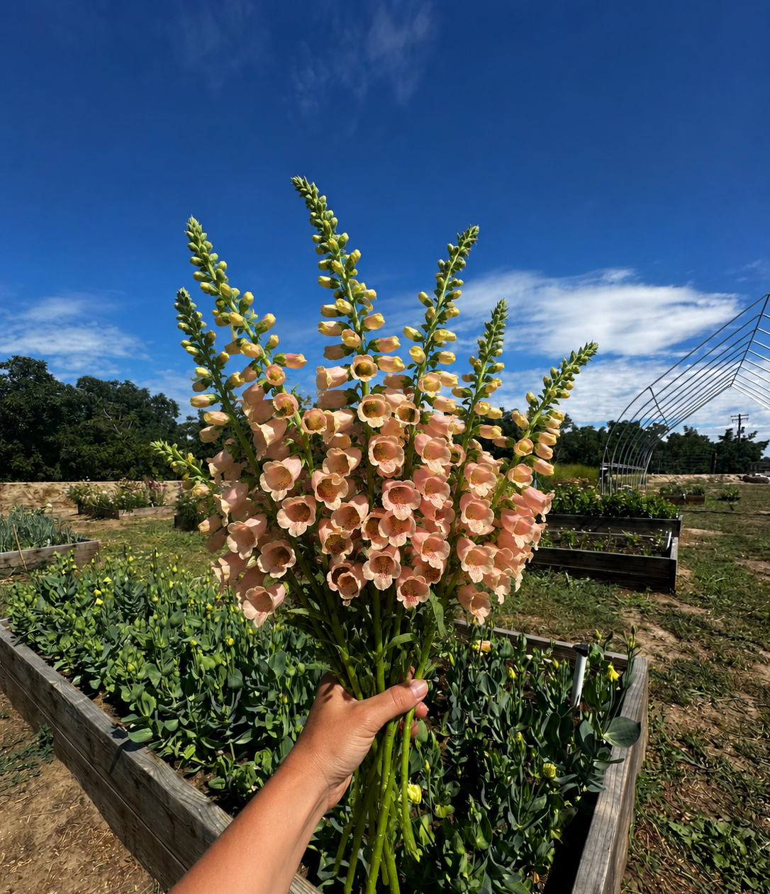 Peach foxglove bouquet