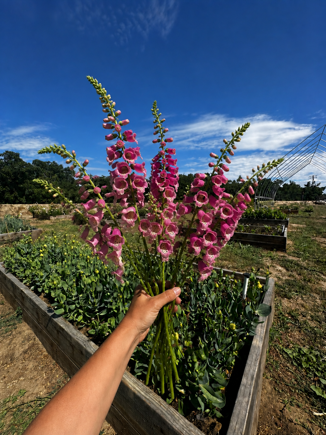 Digitalis Dalmatian Rose — 6 Starter Plants
