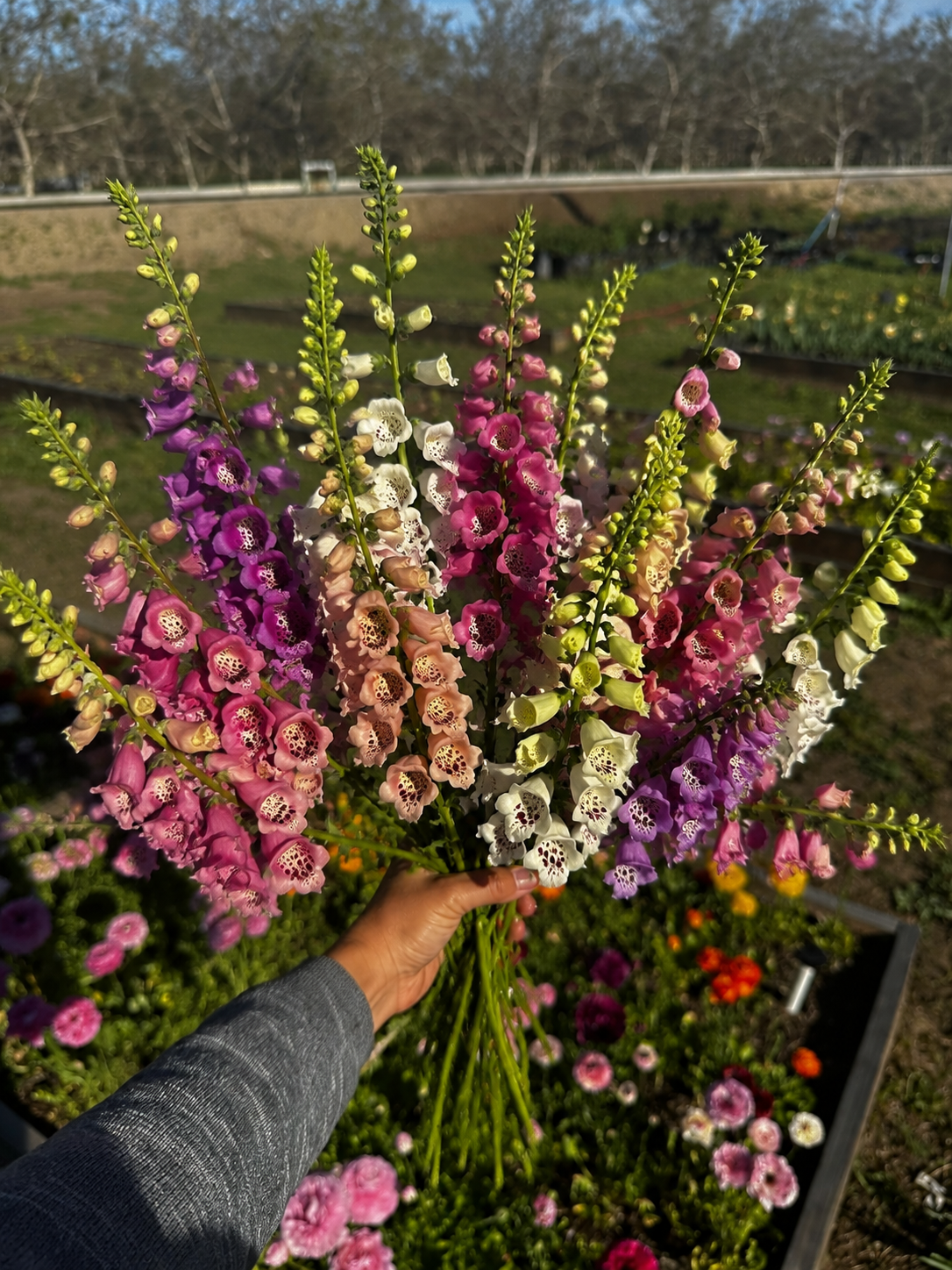 Digitalis Dalmatian Mix — 6 Starter Plants