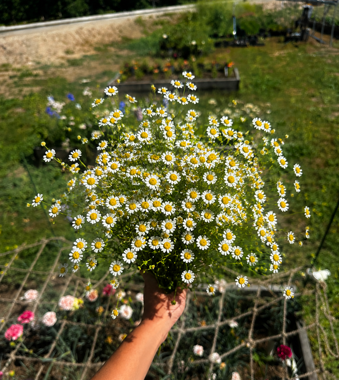 A hand holding a dense bouquet of white daisies with yellow centers over a garden bed with other flowers and greenery in the background.