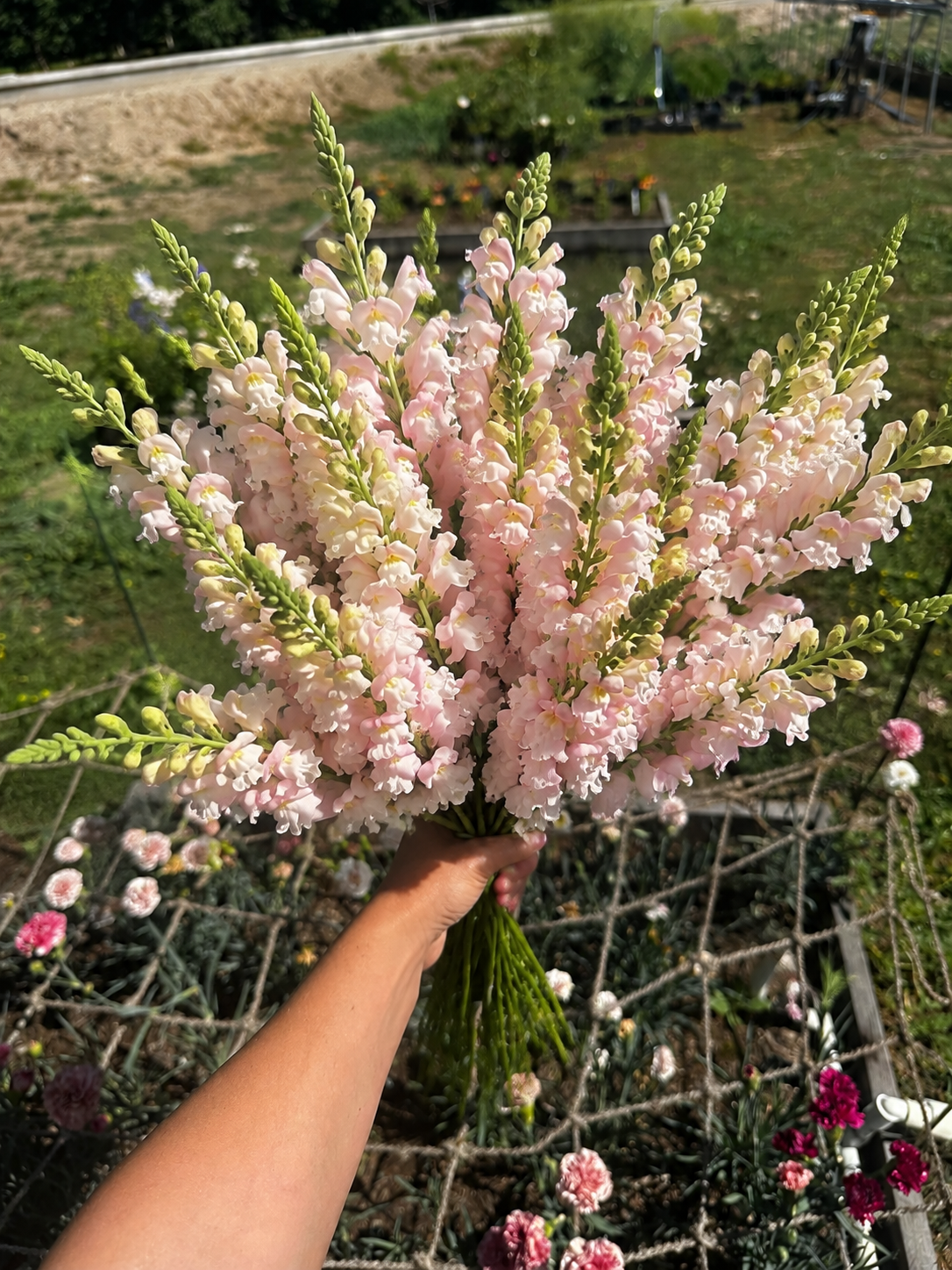 light pink snapdragon bouquet
